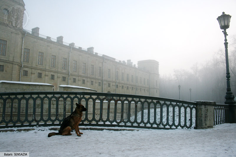 Петербургская барышня