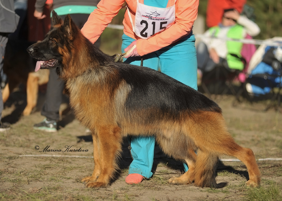 Гомель, 4 SG. Октябрь 2015. Эксперт SV F.Goldlust.