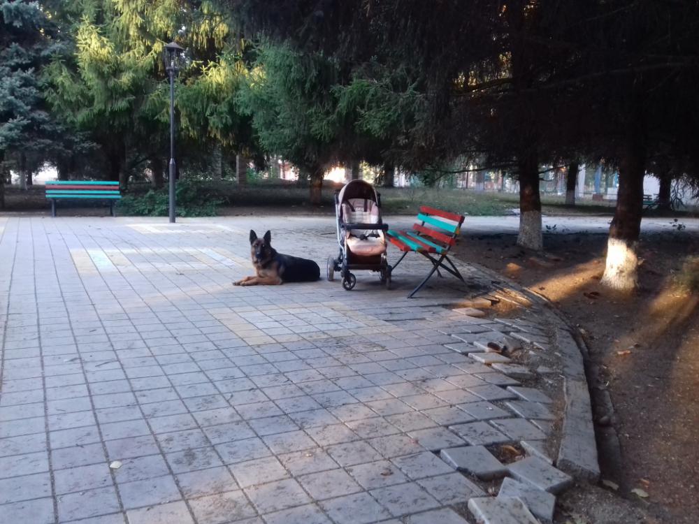 Акура охраняет детскую коляску