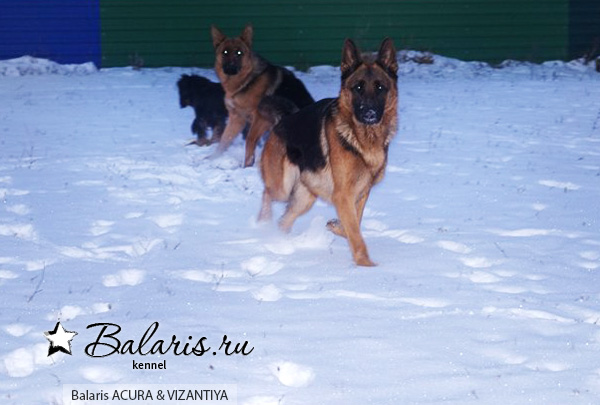 Новогоднее фото