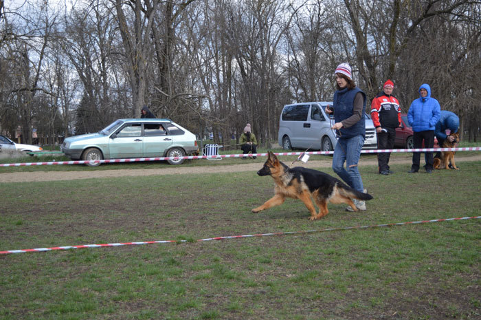Победитель класса в Кропоткине 2016, эксперт Т.Шишкина.