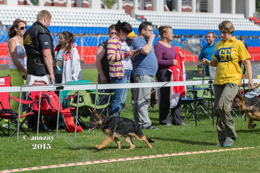 На Русском Зигере 2015 в Смоленске, оценка БОЛЬШАЯ ПЕРСПЕКТИВА