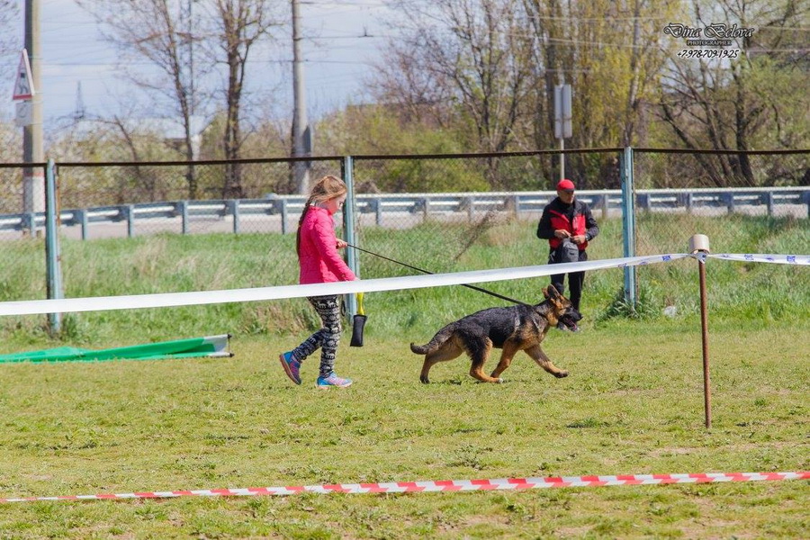 ПОБЕДИТЕЛЬНИЦА класса беби в Симферополе 2017, экп. Е.Пудеев