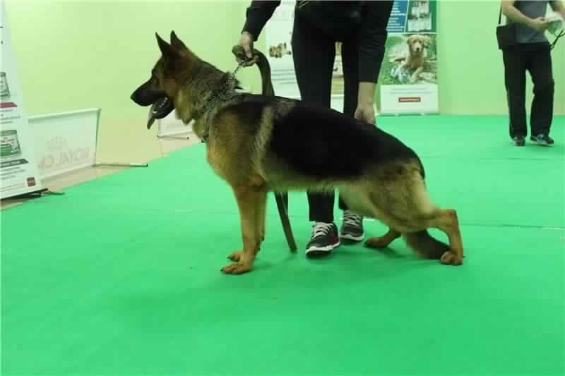 Победитель класса юниоров на выставке ранга CACIB в Белгороде