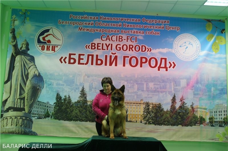 Победитель класса юниоров на выставке ранга CACIB в Белгороде