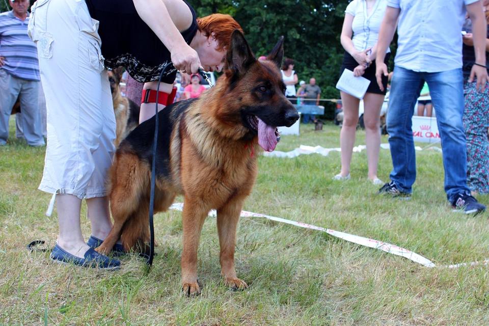Лучший представитель породы 2 июля 2016 года в Боброве.