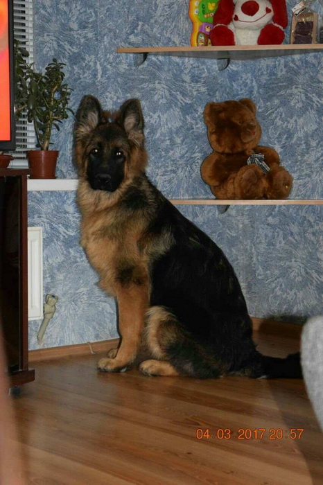 Семь с половиной месяцев.