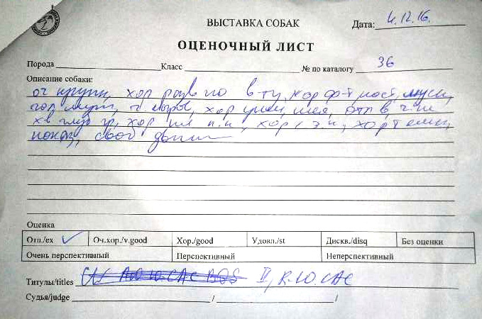 2-кратный R.JCAC на выставке собак в Москве, 14 месяцев.