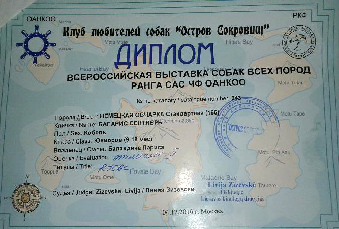 2-кратный R.JCAC на выставке собак в Москве, 14 месяцев.