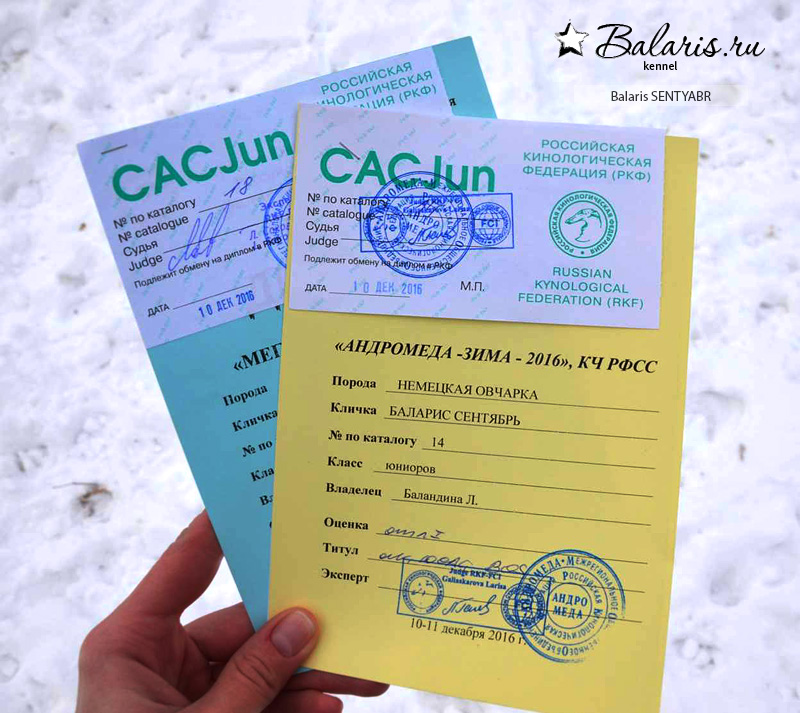 2-кратный R.JCAC на выставке собак в Москве, 14 месяцев.