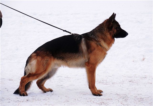 Полтора года