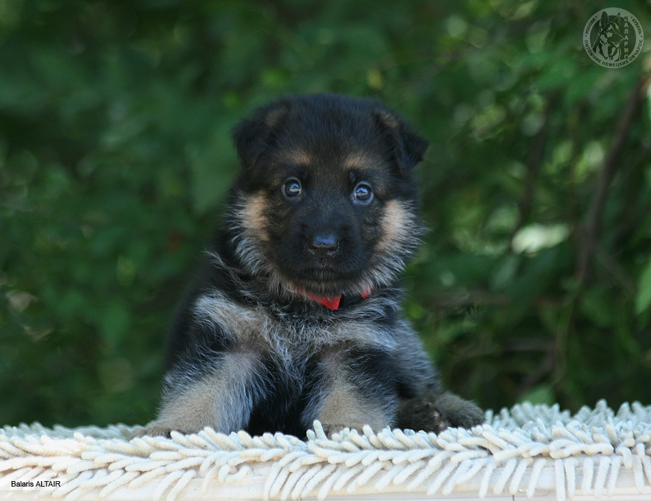 Щенку 1 месяц.