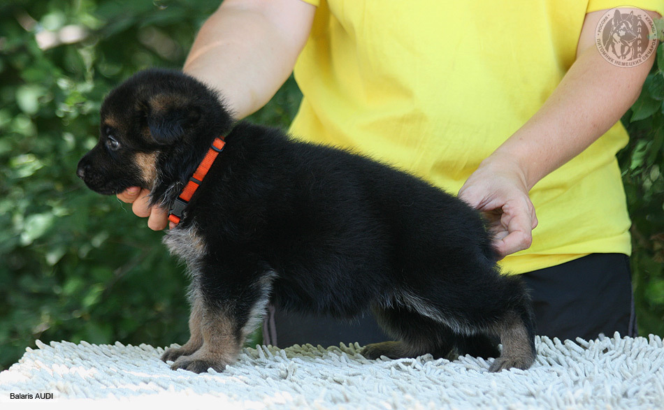 Щенку 1 месяц.