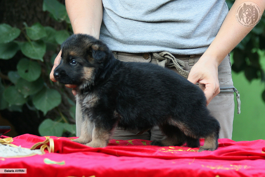 Щенку 1 месяц.