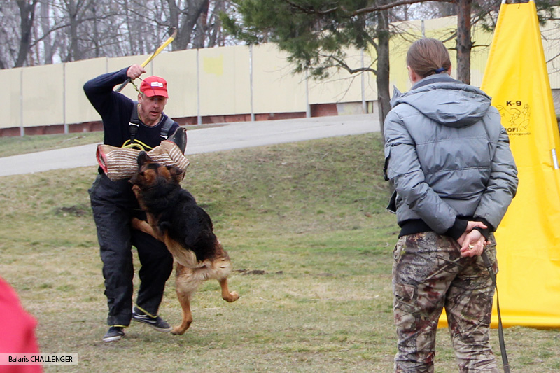 На Дне овчарки 2014 в Краснодаре: Вице-победитель рабочего класса, Лучший на проверке защитных качеств