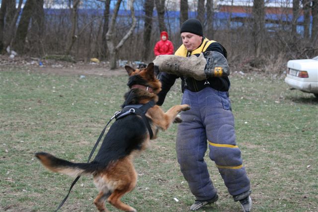 На дрессировочной площадке служебного клуба