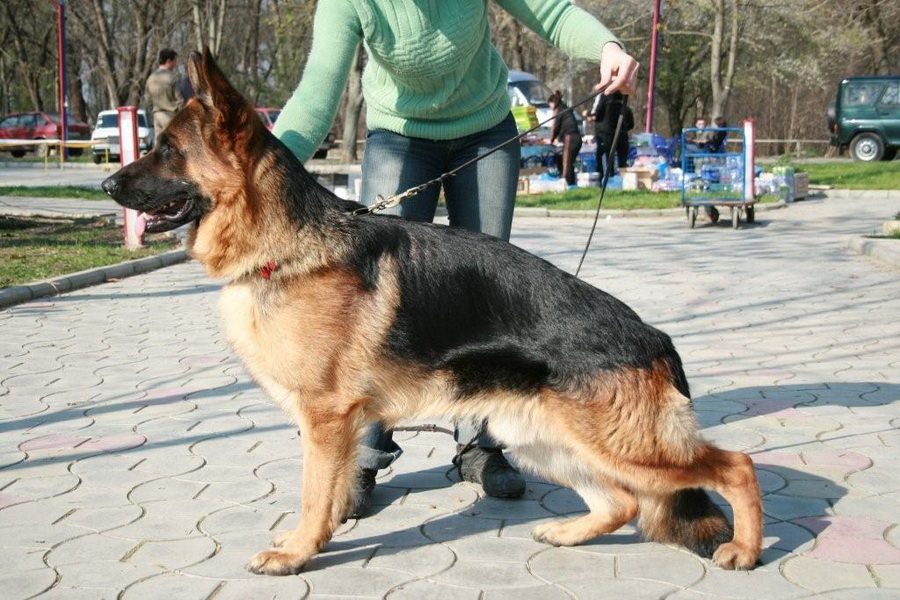 1,5 года