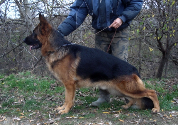 2 с половиной года