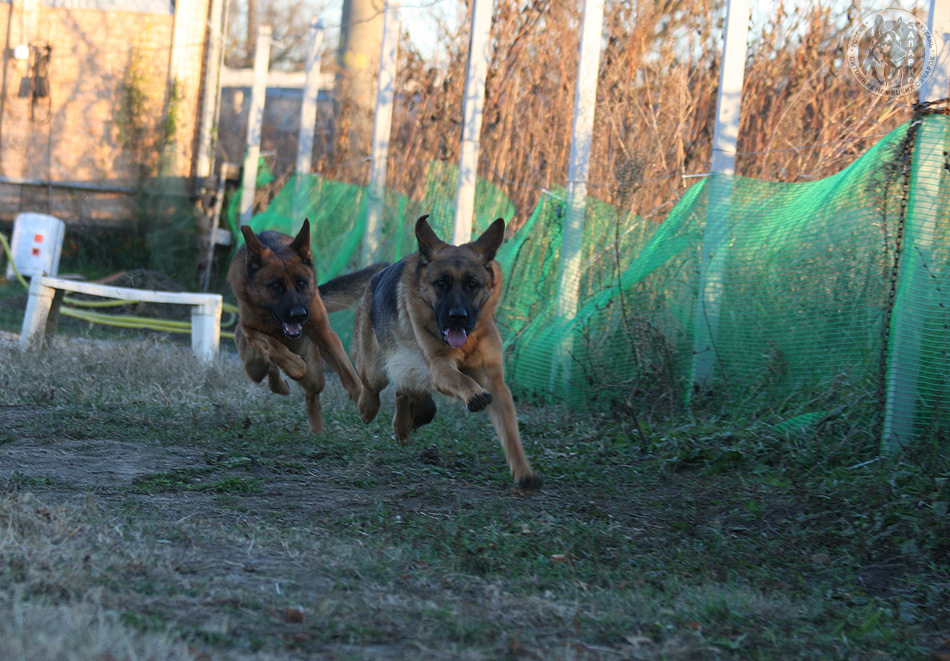 Мышш гонится за Махитой