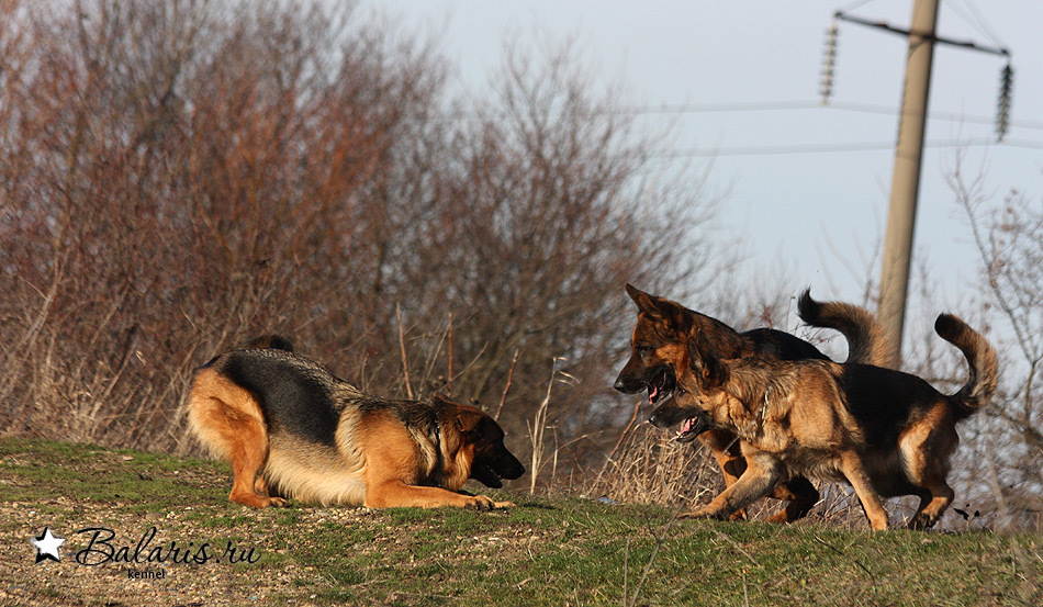 Чиба с Неро охотятся на Максика