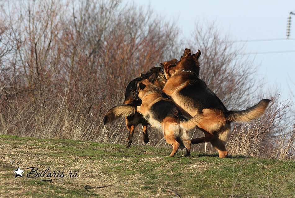 Чиба с Неро охотятся на Максика