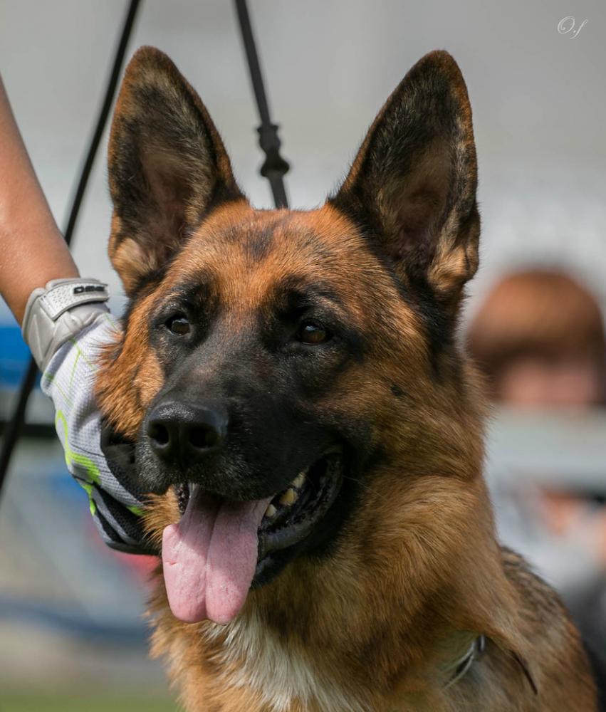 Russian Siegerschaw 2015, Смоленск. Эксперт F.Goldlust, SV.