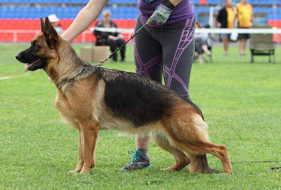 Russian Siegerschaw 2015, Смоленск. Эксперт F.Goldlust, SV.