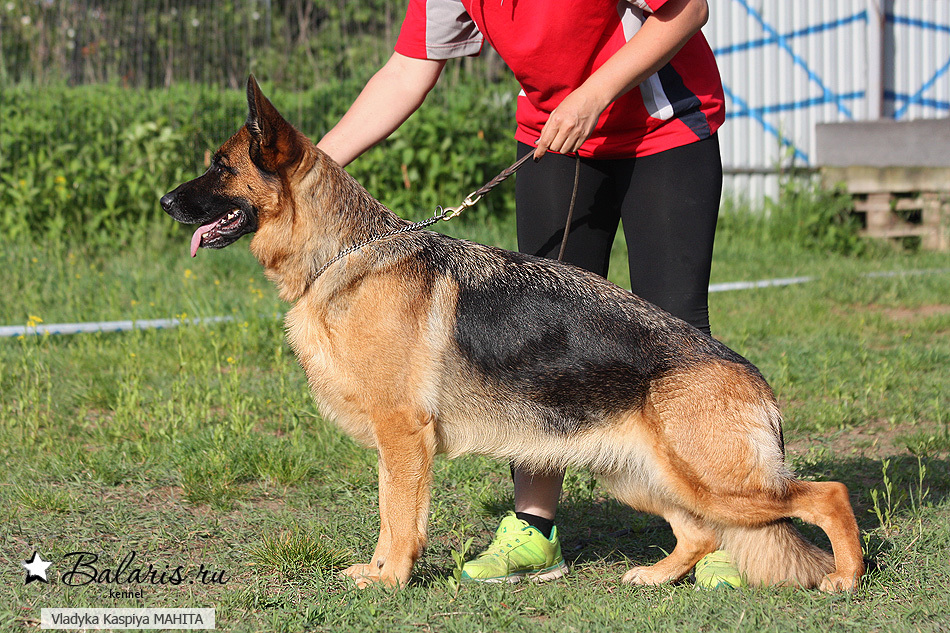 Два с полвиной года.