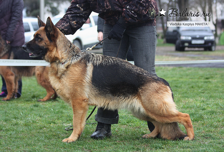ВИЦЕ-ПОБЕДИТЕЛЬНИЦА рабочего класса, СС, ЛУЧШАЯ на проверке поведения в Кропоткине 2017, экп. Е.Шайхудинов