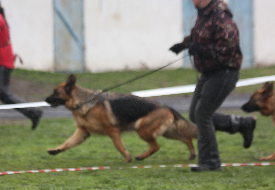 ВИЦЕ-ПОБЕДИТЕЛЬНИЦА рабочего класса, СС, ЛУЧШАЯ на проверке поведения в Кропоткине 2017, экп. Е.Шайхудинов