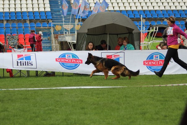 Смоленск 2015, моно под экспертизой Beggiato (Италия). 4 ОХ, ЮСС