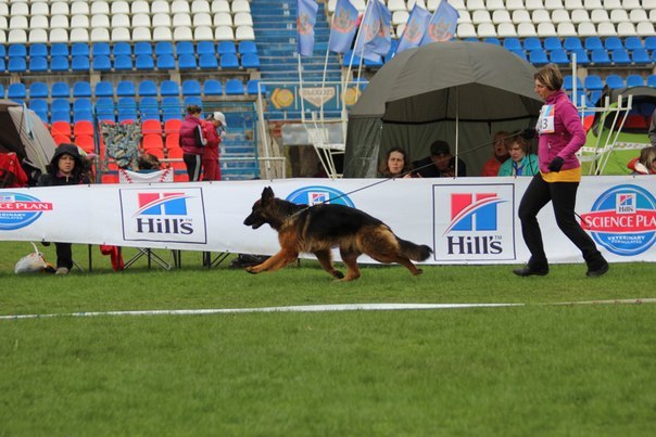 Смоленск 2015, моно под экспертизой Beggiato (Италия). 4 ОХ, ЮСС