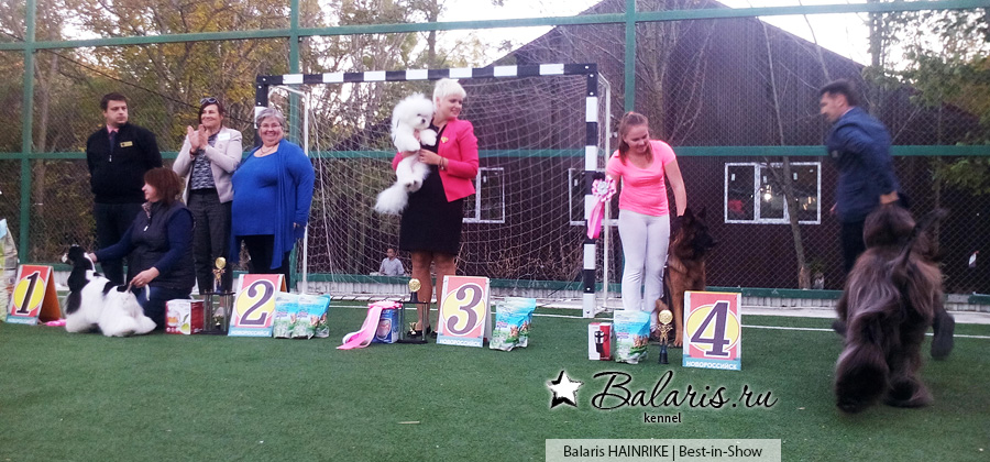 Лучший представитель породы (BOB), BEST-IN_SHOW IV. Новороссийск, 19 октября 2015