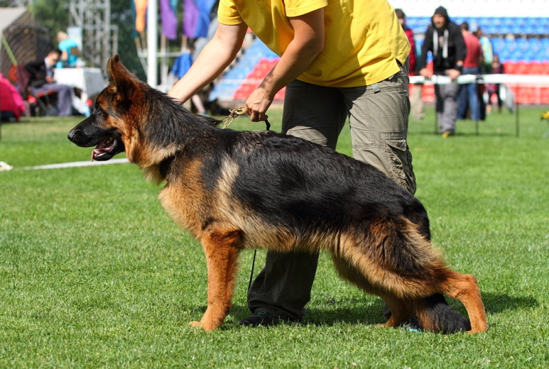Russian Siegerschaw 2015, Смоленск. Эксперт F.Goldlust, SV.