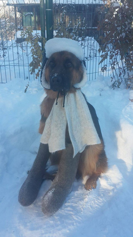 Бабушка гулять отпустила...
