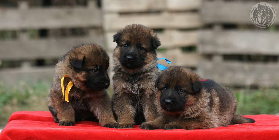 В четыре недели