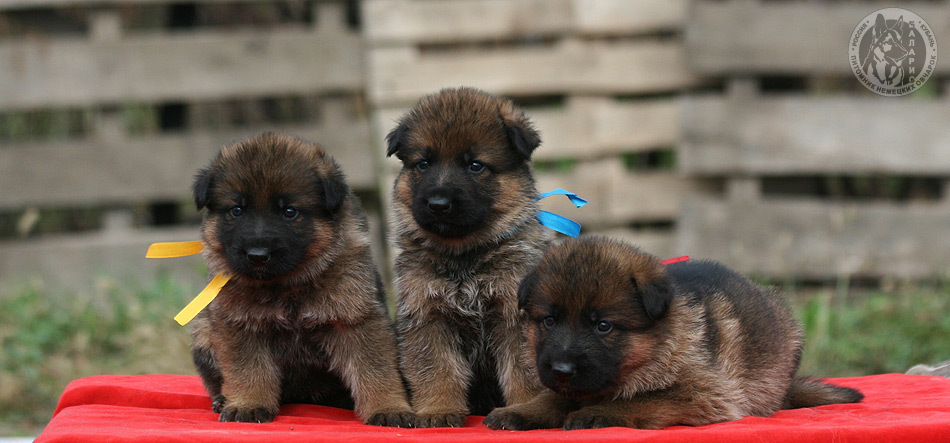 В четыре недели