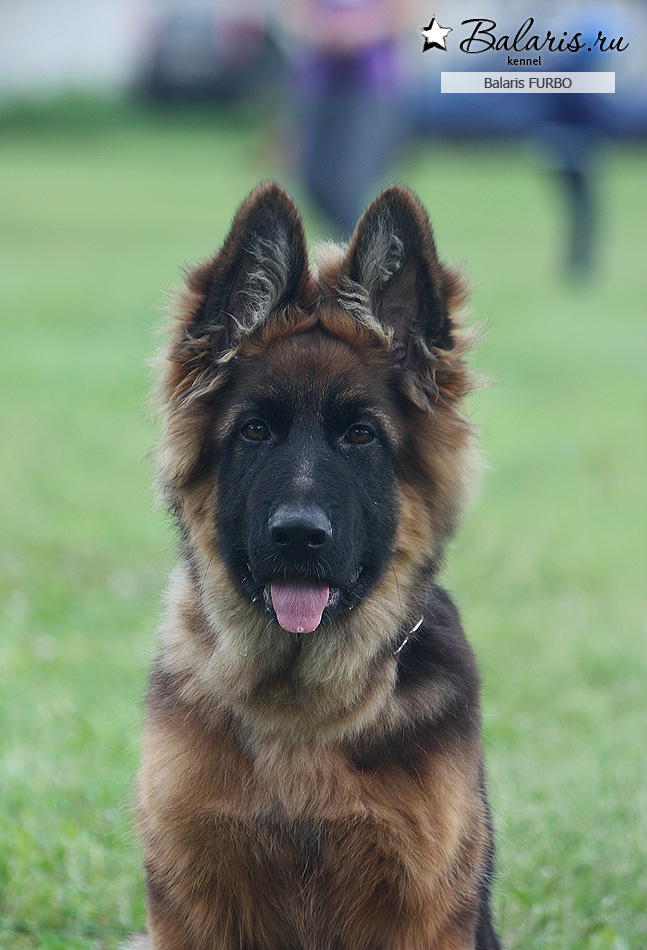 Победитель класса беби в Липецке, экперт Г.Штибель
