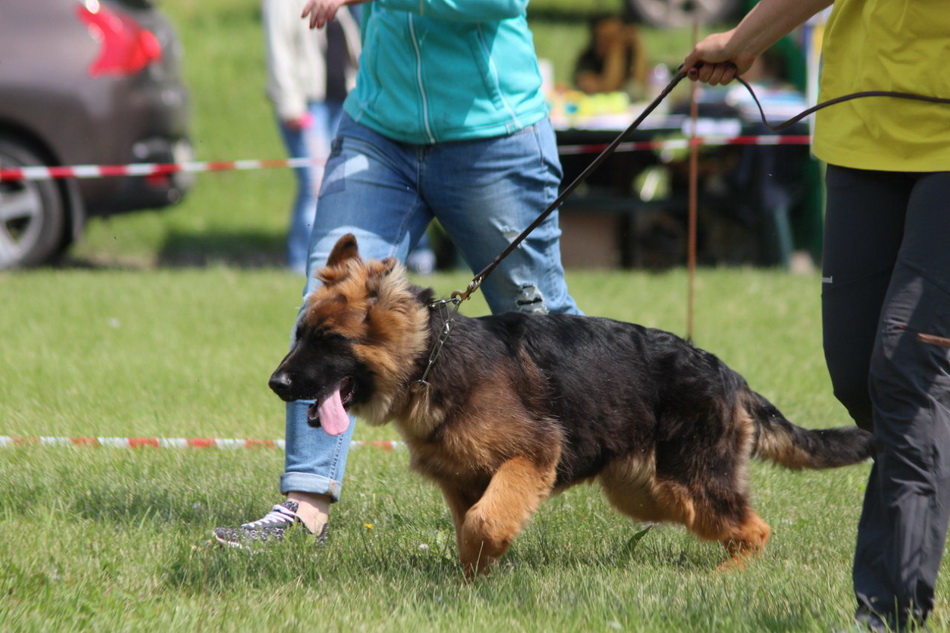 Победитель класса беби в Липецке, экперт Г.Штибель
