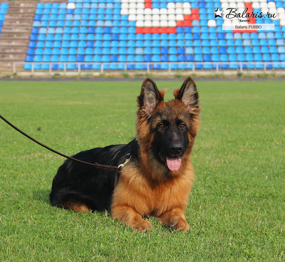 Вице-победитель класса беби на Главной выставке немецких овчарок России в Смоленске.