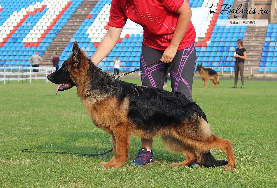 Вице-победитель класса беби на Главной выставке немецких овчарок России в Смоленске.
