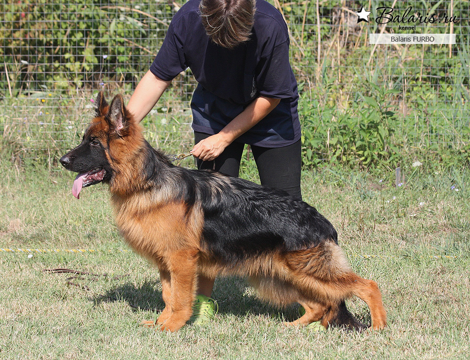 Возраст: шесть месяцев.