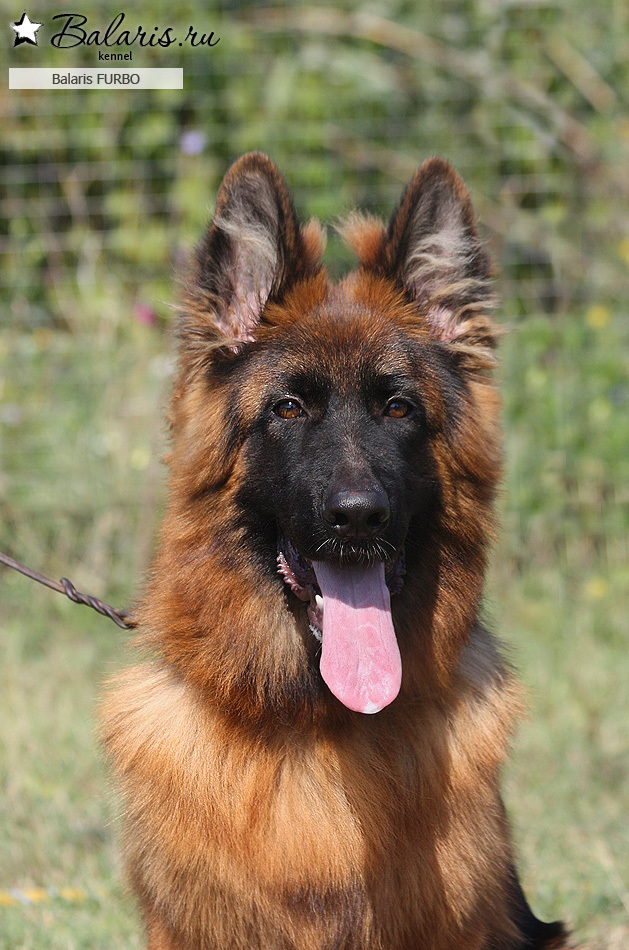 Возраст: шесть месяцев.