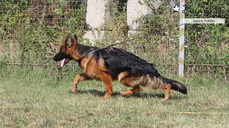 Возраст: шесть месяцев.