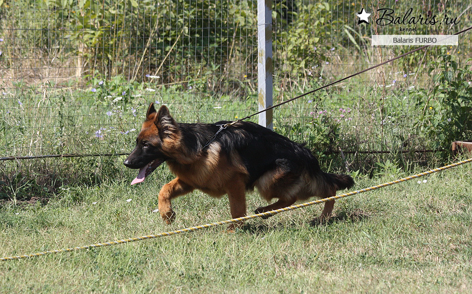 Возраст: шесть месяцев.