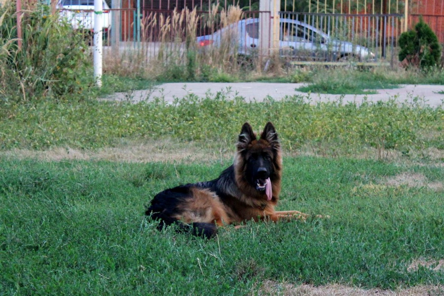 Возраст: семь месяцев.