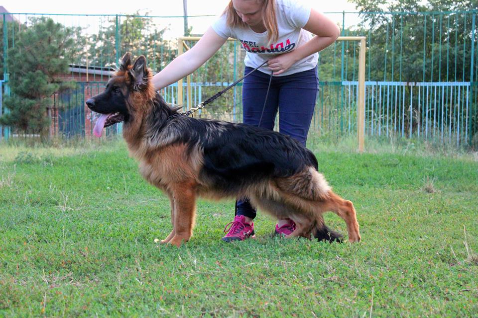 Возраст: семь месяцев.