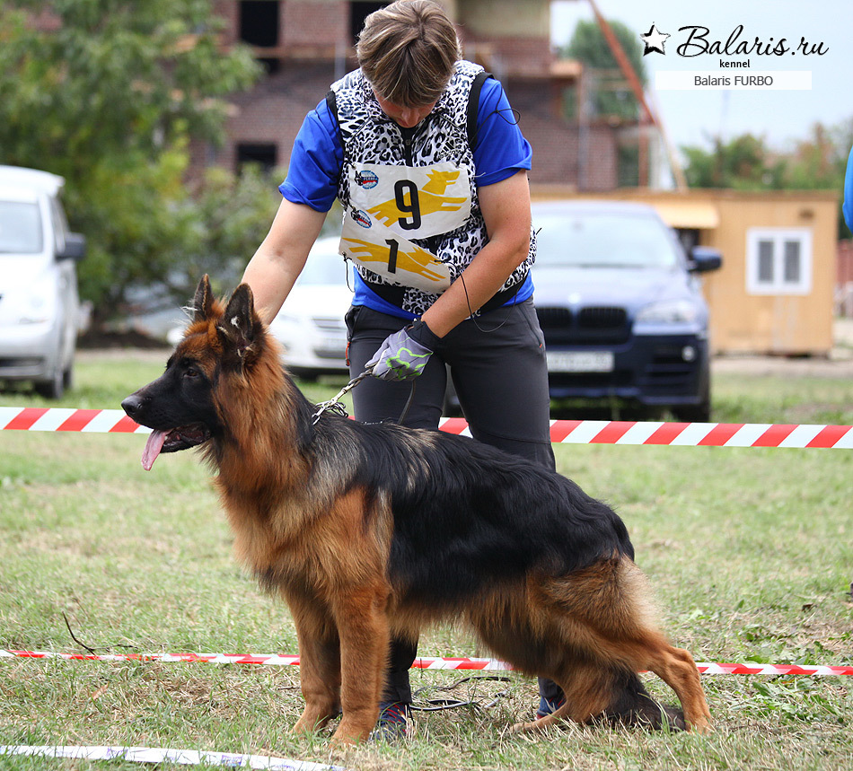 Победитель класса беби на племсмотре 25 сентября 2016 под экспертизой А.Картайзера (Германия).