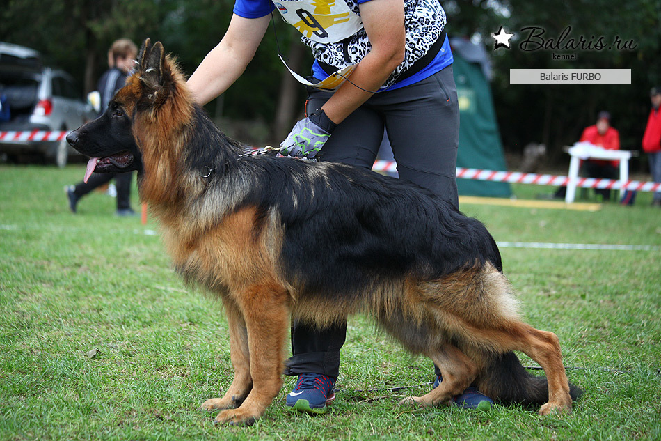 Победитель класса беби на племсмотре 25 сентября 2016 под экспертизой А.Картайзера (Германия).