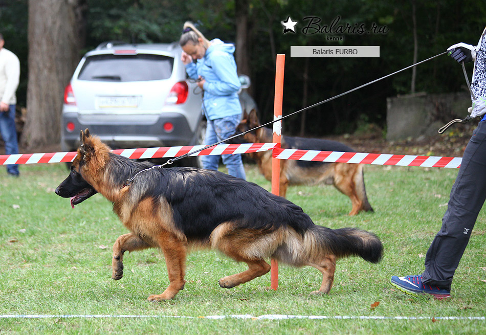 Победитель класса беби на племсмотре 25 сентября 2016 под экспертизой А.Картайзера (Германия).